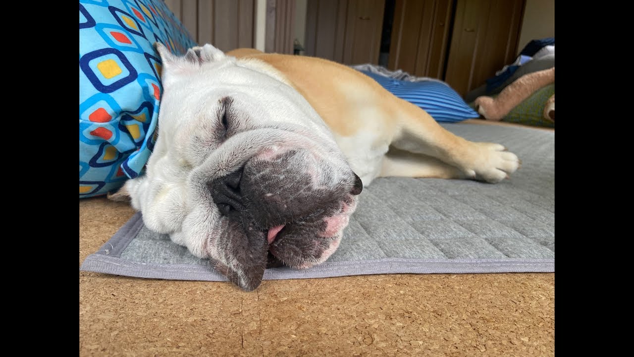 【おはぶる】おはぶる初の夜LIVE‼︎ゆっくりお話しましょうの会‼︎