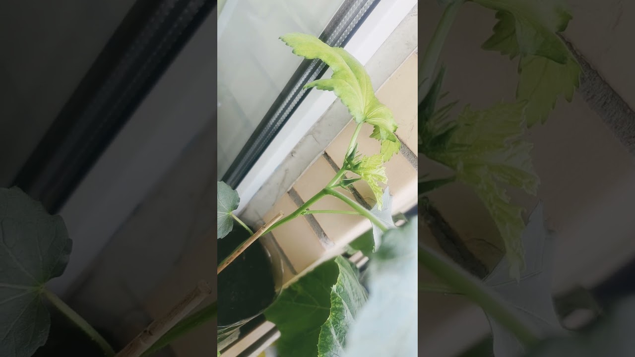 бамия на балконе planting okra / lady finger in balcony
