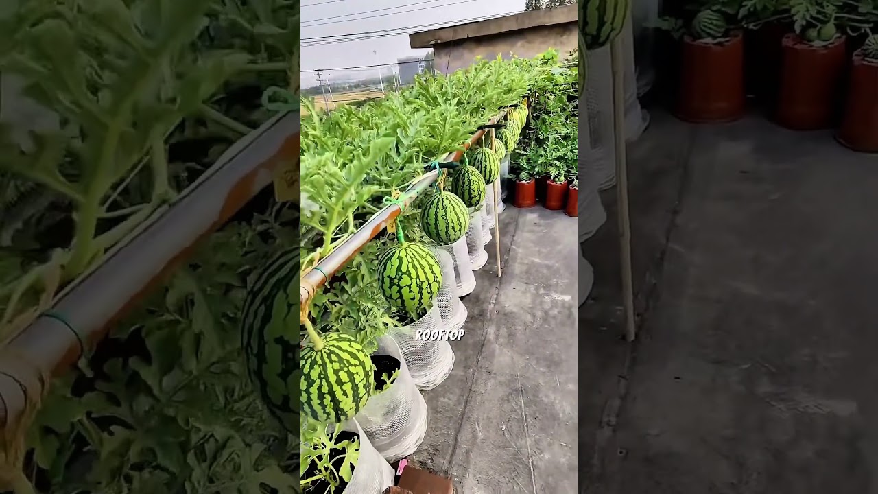 Menanam Buah Semangka Di roftop Rumah Dalam Pot  #berkebun #gardening #tanamanbuah #semangka