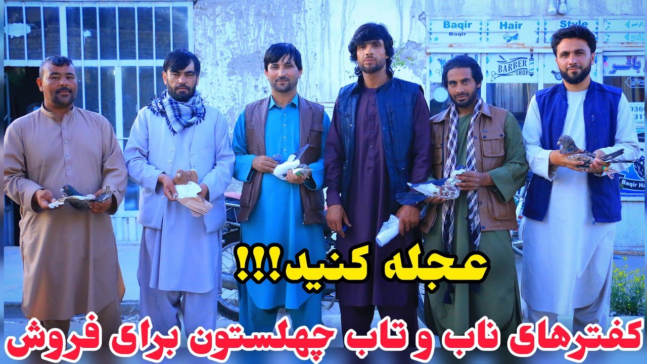 عجله کنید! 53 کفتر کمیاب جای ریس چهلستون برای فروش|حاصل سه ساله یک شوقی کفتر|Kabul Unique Pigeons