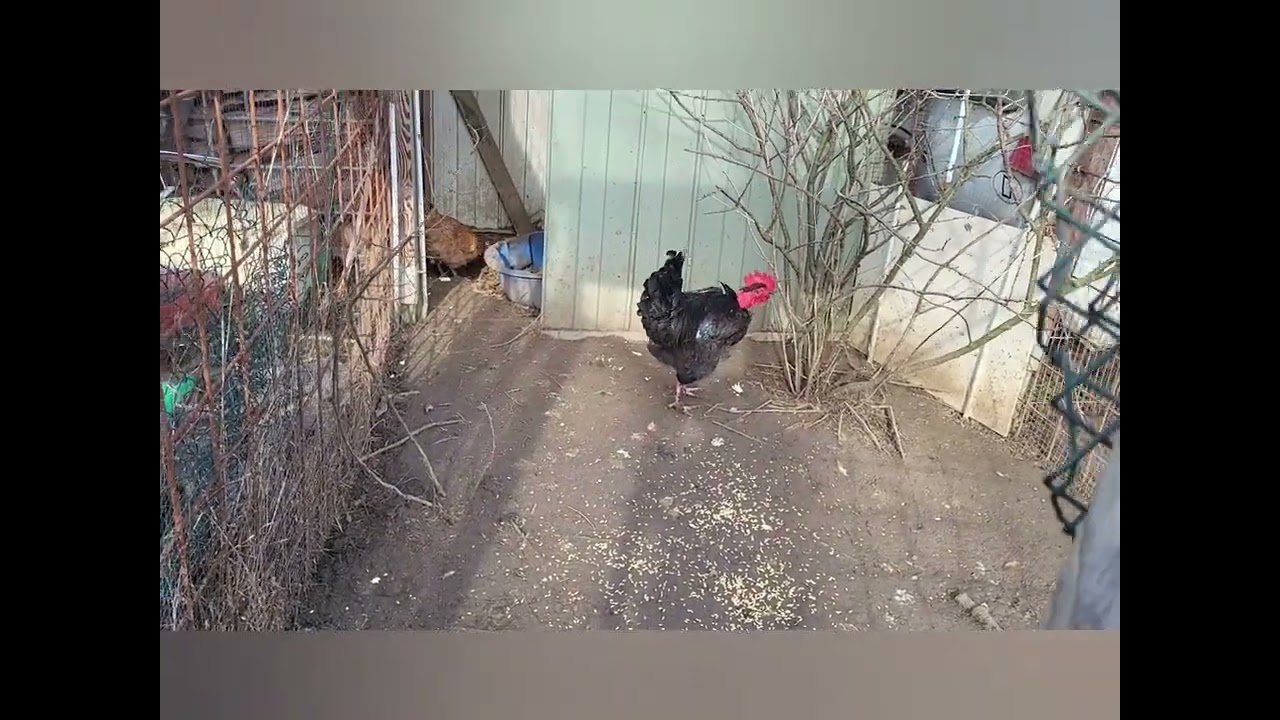 cou nu  nackthals h&uuml;hner  Zuchtstamm 2023