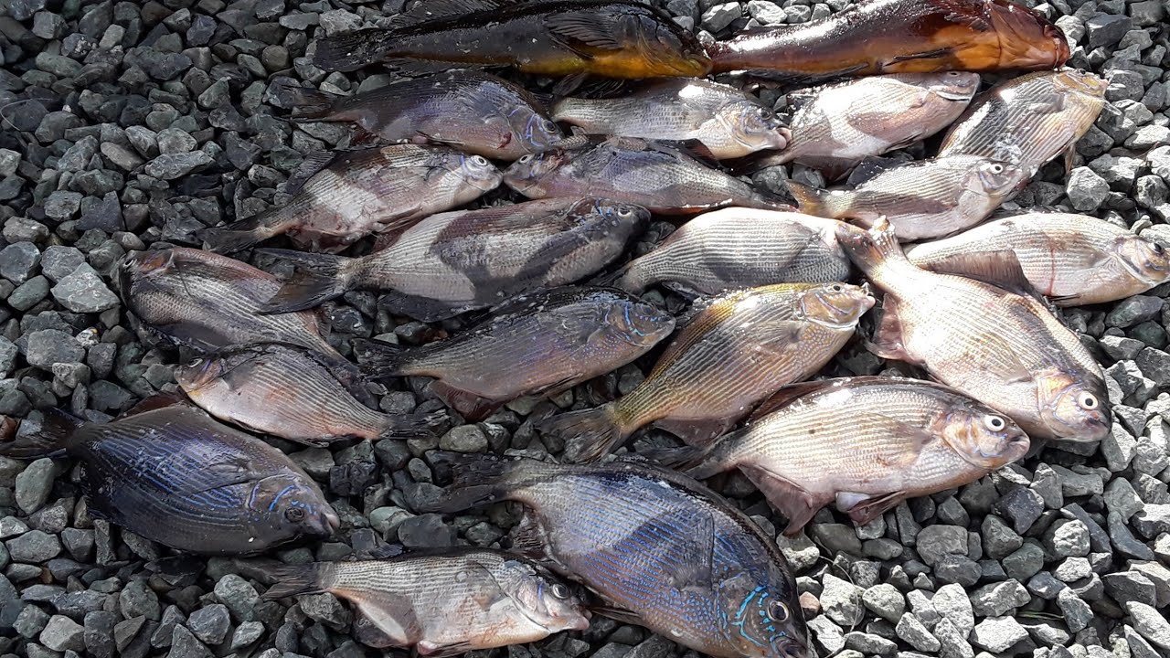 Como Pescar Muchos Pescados. consejos y tips, 100% Seguro.