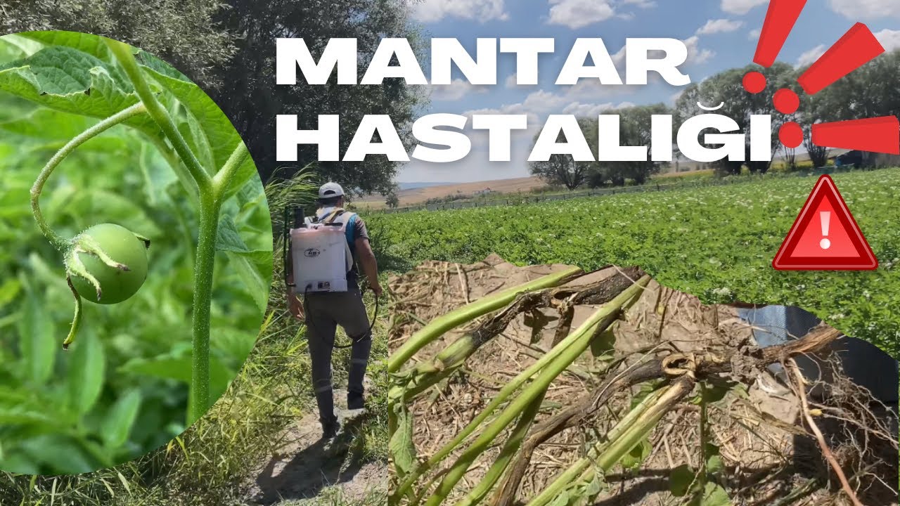 PATATESTE MANTAR HASTALIĞI İLE MÜCADELE !!!