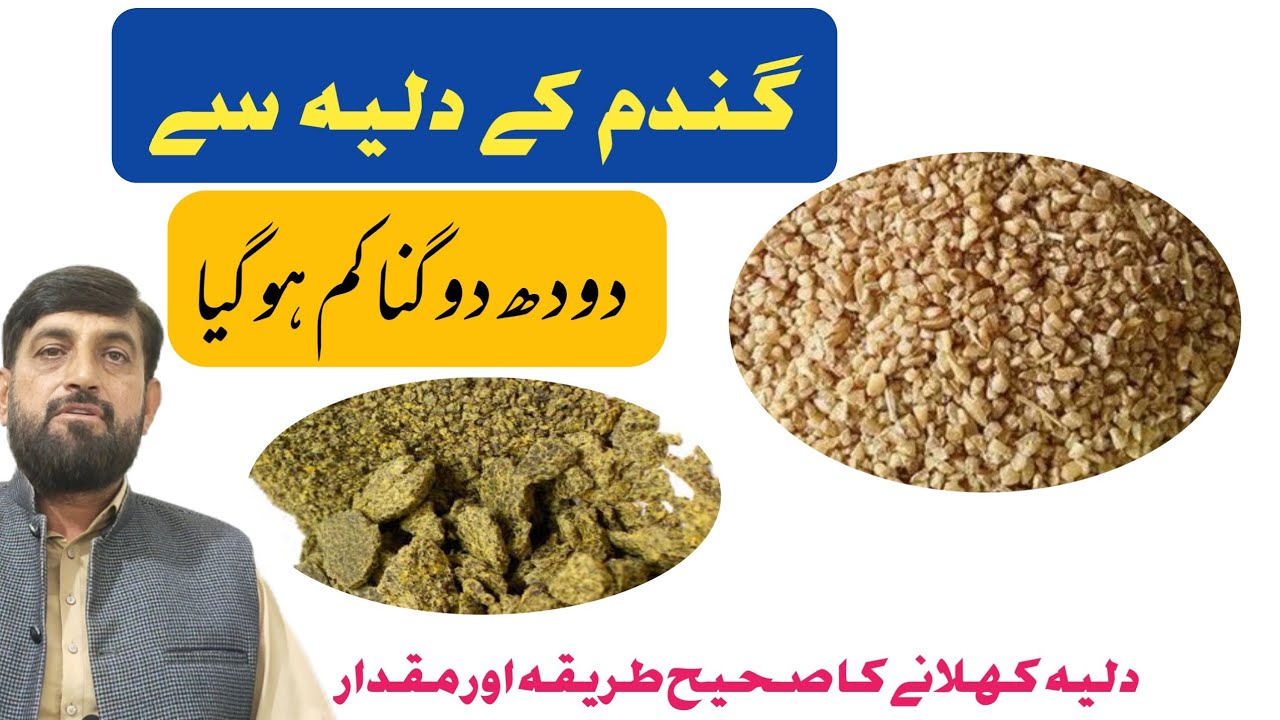 Cow Buffalo Mein گندم ka دلیہ Doodh کم کیوں Karta Ha | Gandum Ka Dalia Khilanay Ka صحیح Tarika