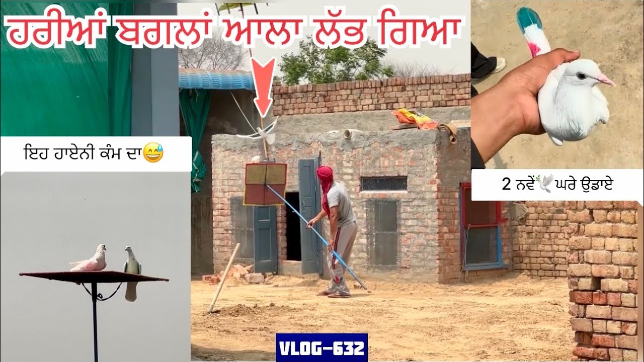 ਲਓ ਜੀ, ਹਰੀਆਂ ਬਗਲਾਂ ਵਾਲਾ ਪੱਠਾ ਵੀ ਮਿਲ ਗਿਆ, ਪਿੰਡ-ਕਾਲਝਰਾਨੀ ਤੋਂ|| ਤੇ ਨਵਿਆ ਚੋ 2 ਕਬੂਤਰ ਹੀ ਉਡਾਏ…