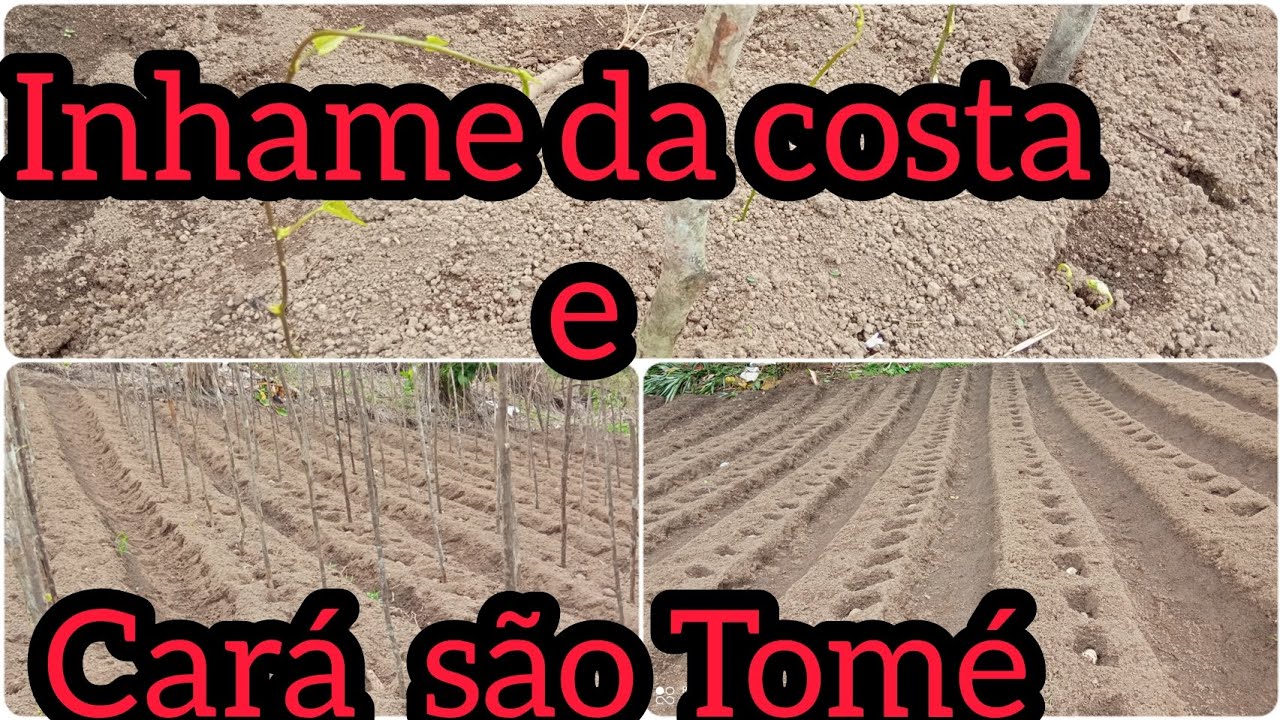 COMO APLANTAR [{ INHAME DA COSTA] É [{ CARÁ SÃO TOMÉ }]// DICAS DE PLANTAÇÃO E MANEJO NO INVERNO !!!