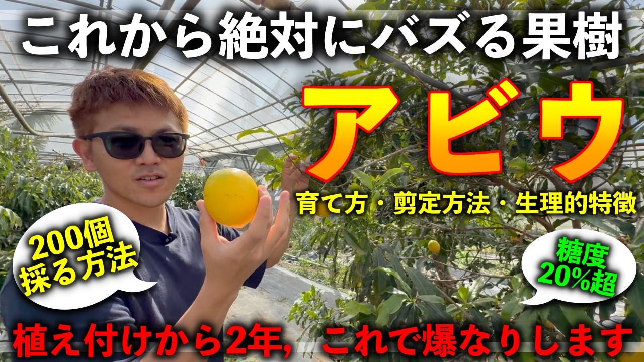 【完全版】これから絶対に流行る果樹「アビウ」の育て方！剪定方法！植え付けから200個程度の果実を収穫するまで様子を公開して徹底解説【めっちゃ美味しいです！！！】
