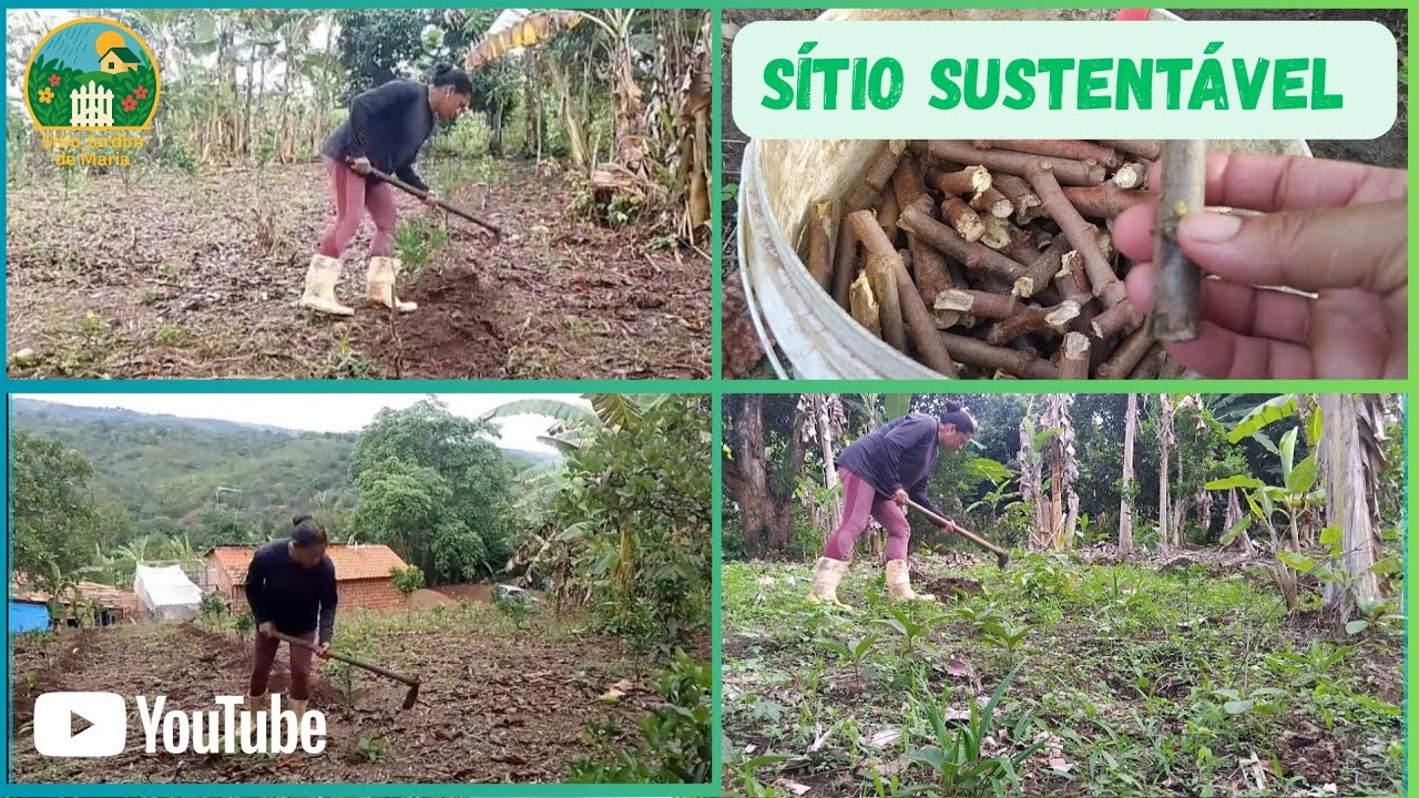 SITIO PEQUENO BEM PRODUTIVO,HOJE ESTOU PLANTANDO MANIVA DE MACAXEIRA 