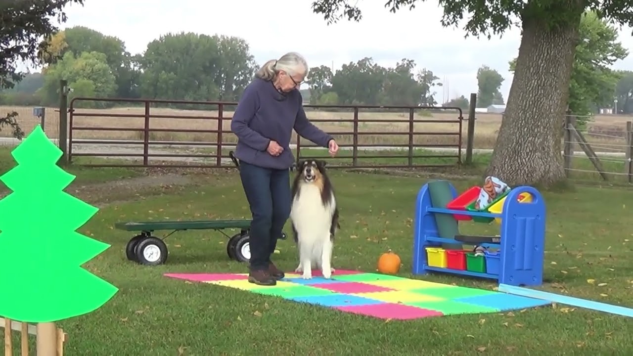 Rough Collie 