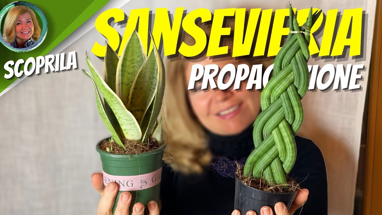 SANSEVIERIA CURE E PROPAGAZIONE
