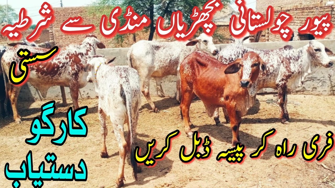 New Cattle Farm Brede | Pure Cholistani Bachriyan | @catlebirdtv