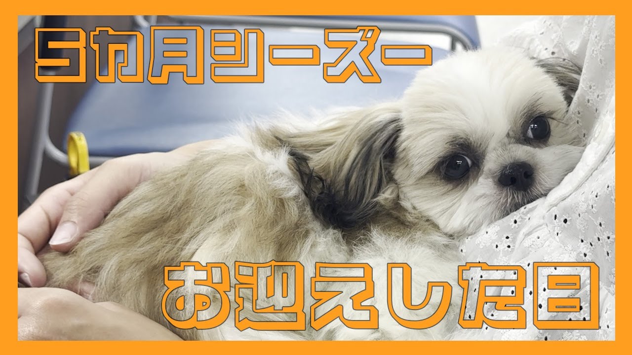 【シーズー】5カ月の子犬をお迎えしました。〈ごまちゃんVlog〉