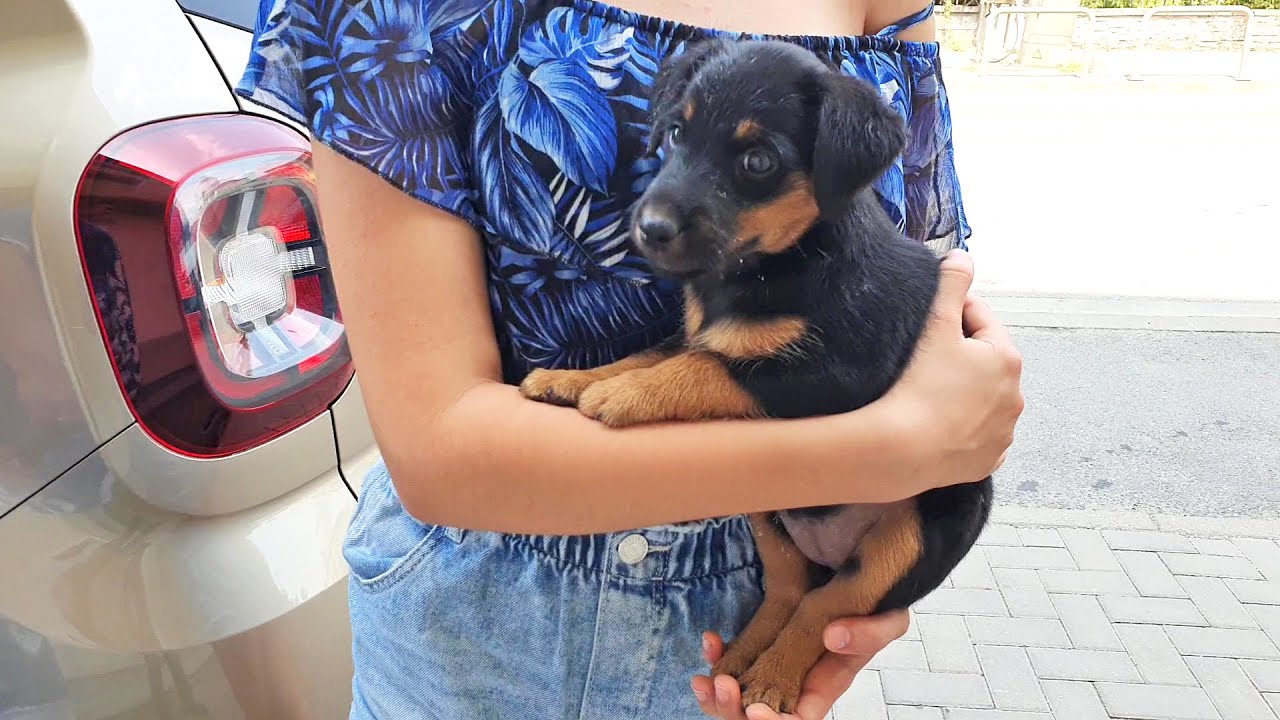 Two Tiny Puppies Abandoned on the Street | Howl Of A Dog Rescue