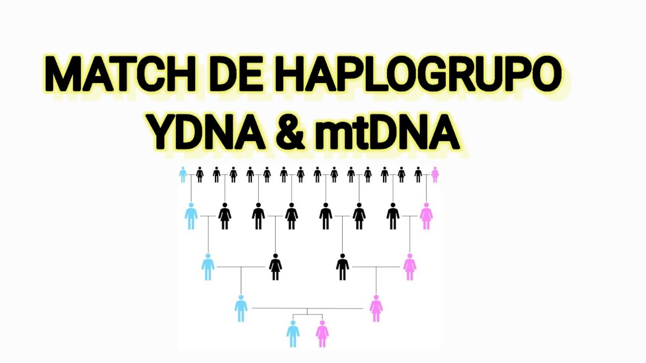 COMO INTERPRETAR MATCH DE HAPLOGRUPO?