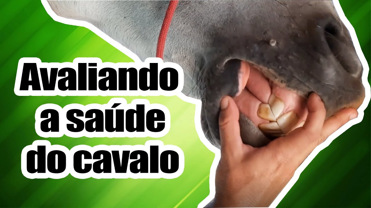 Dicas para avaliar a saúde do cavalo