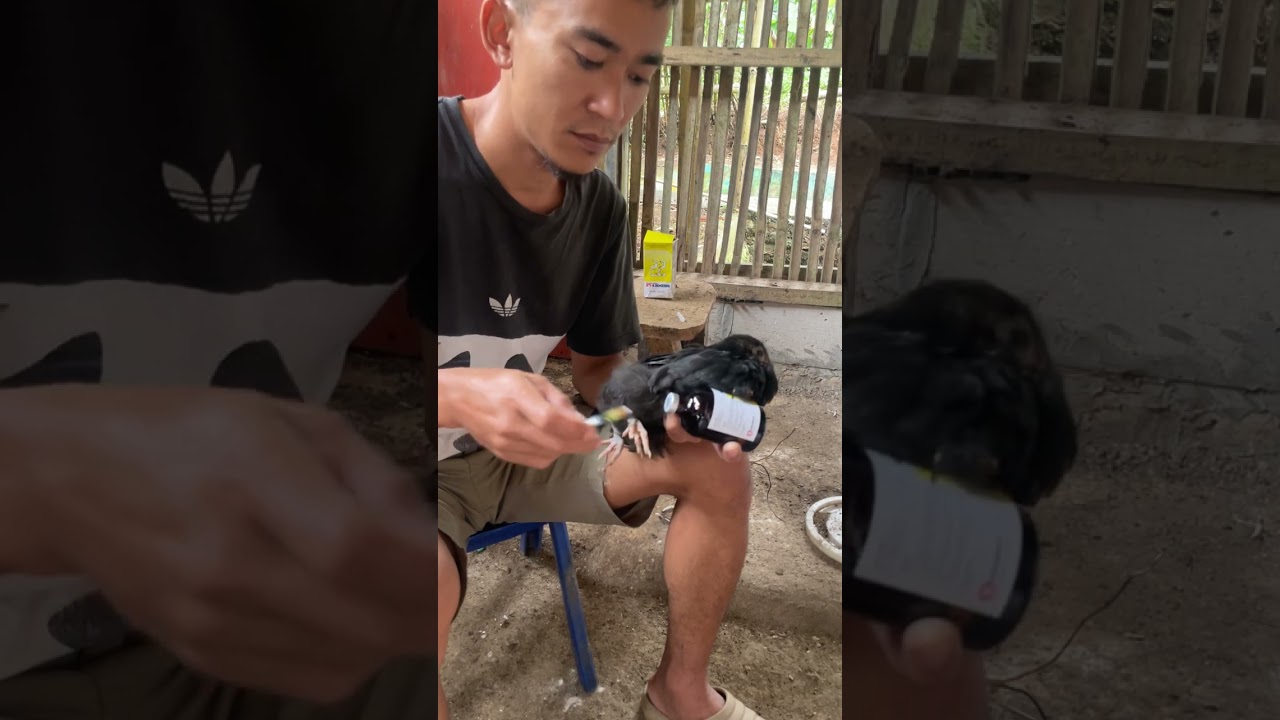 Penyuntikan medoxy la pada ayam /unggas 