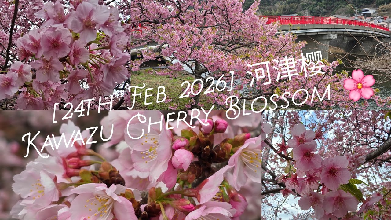 [4K] 2026 河津樱 Kawazu Cherry Blossom 🌸🌸🌸