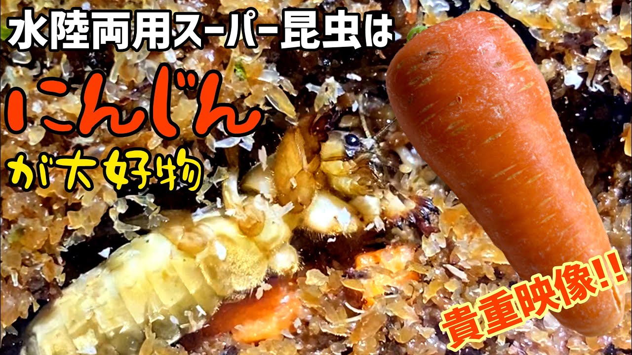 【貴重映像】とっても珍しい、オケラの可愛い食事シーン