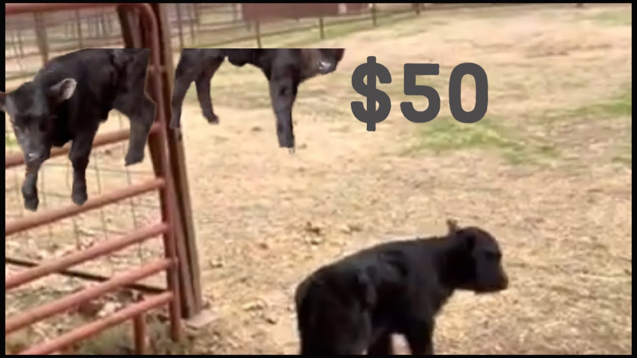 Did I my make a profit on my $50 bottle calf