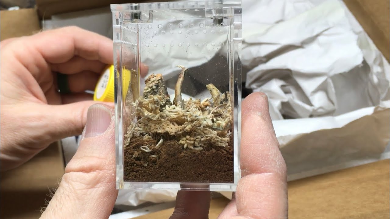 Распаковка от US Invertebrate LLC!