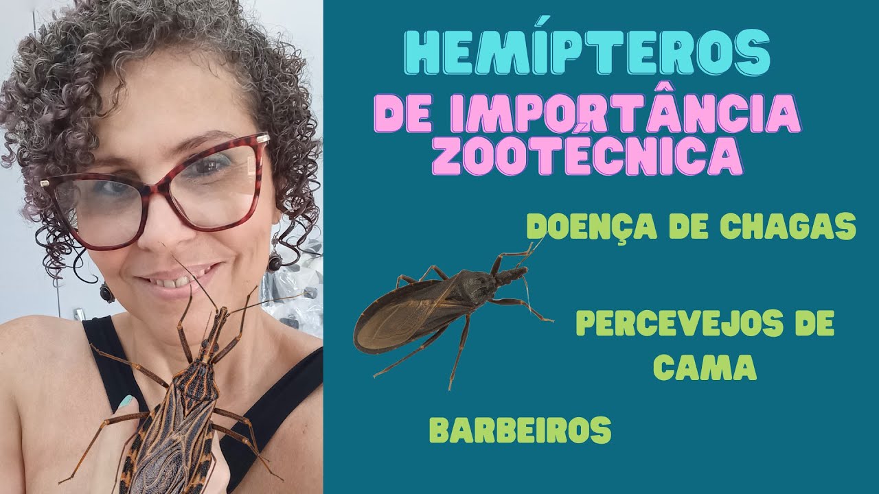 PARASITOLOGIA ZOOT&Eacute;CNICA- Hemiptera|  Barbeiro | Percevejos de Cama | Doen&ccedil;a de Chagas