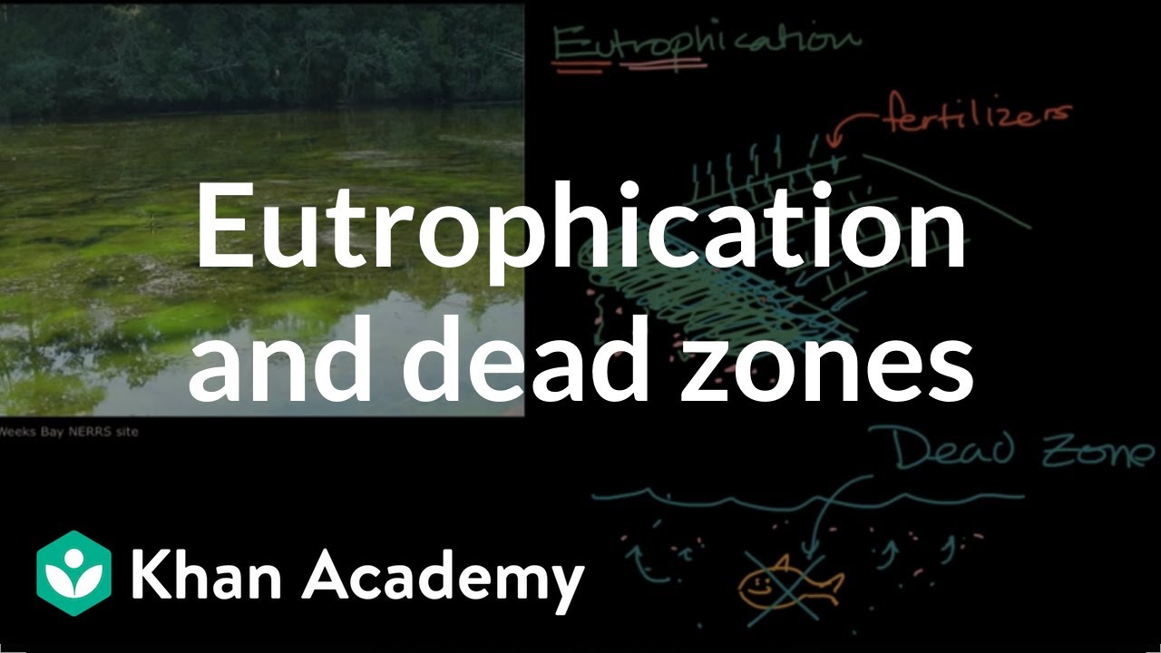 Eutrophication and dead zones | Ecology | Khan Academy