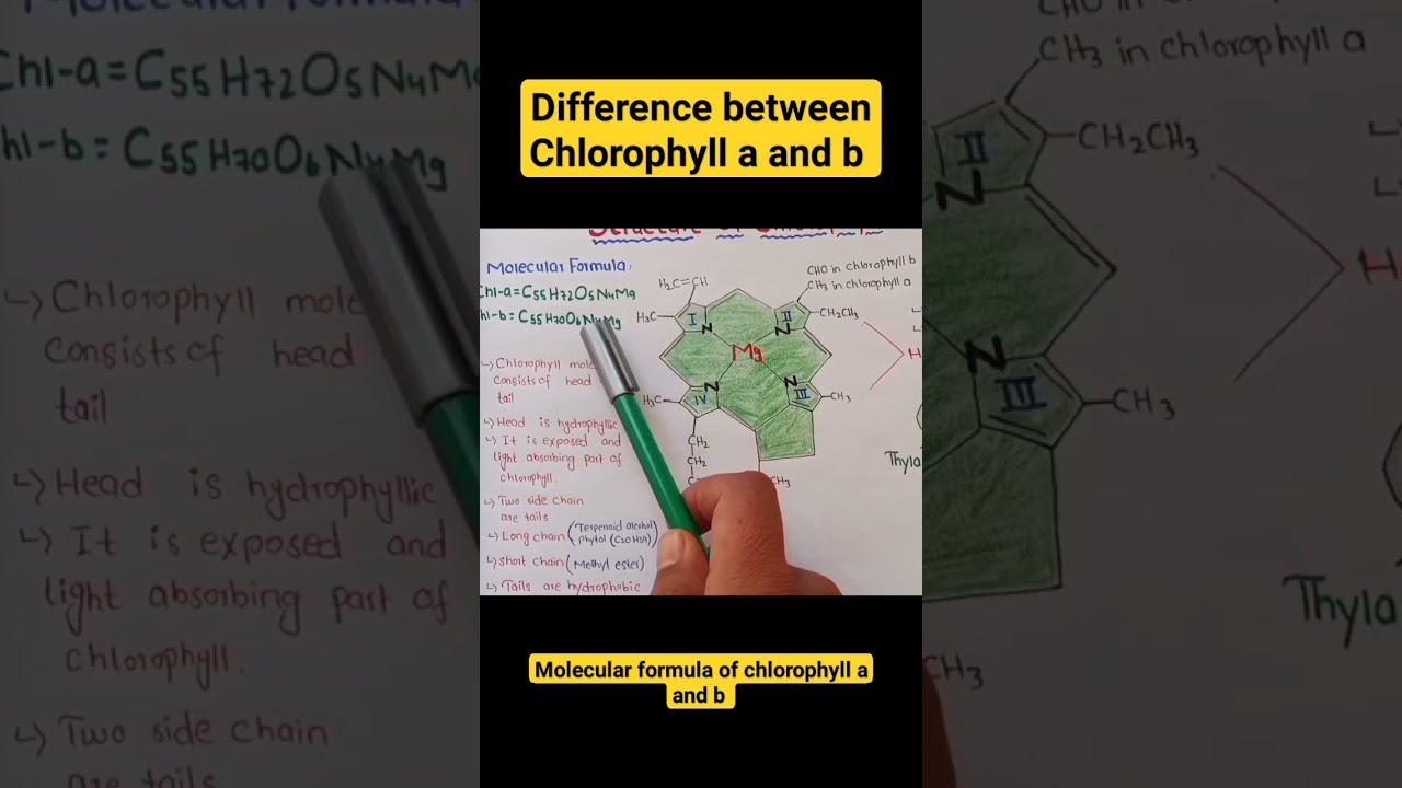 Difference between Chlorophyll a and b