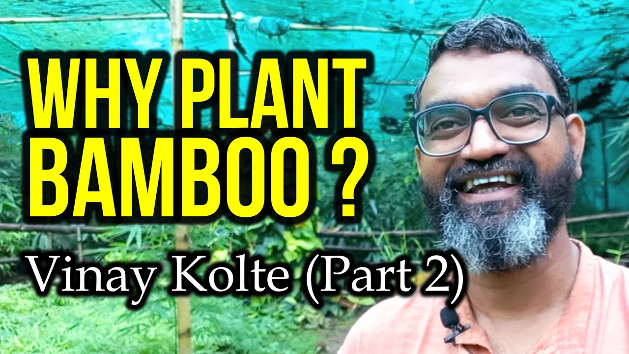 5 Reasons: 'Why You Must choose Bamboo' as a key crop on your farm, Mr Vinay Kolte #bamboo #farming