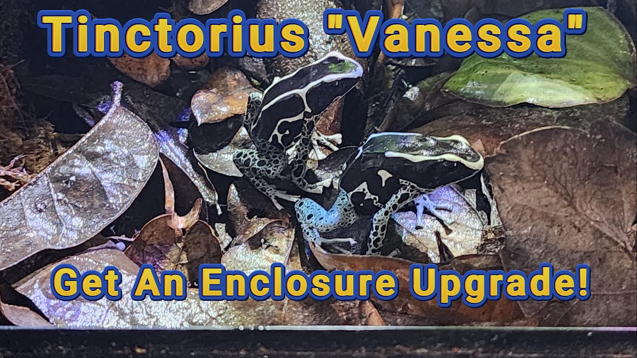 Dendrobates Tinctorius Vanessa Enclosure Upgrade