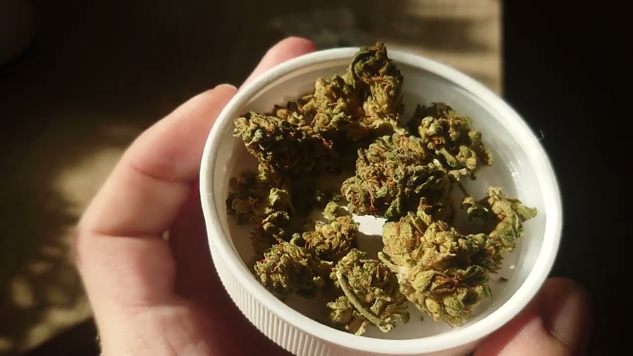 Tilray - Aphria Strong 9 Bienville / Jean Guy Strain Exploring (activity)