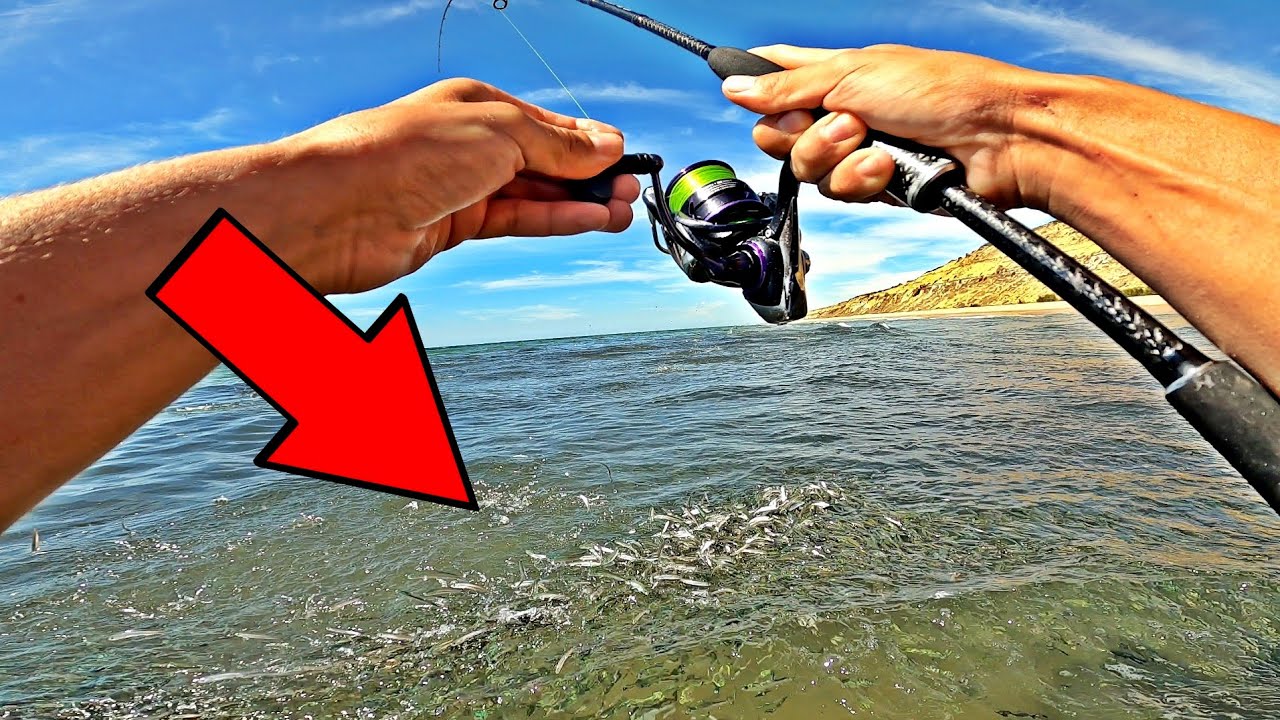 RODEADO de MILES DE PECES **LOCURA** Señuelo de ROCKFISHING en caña de SPINNING
