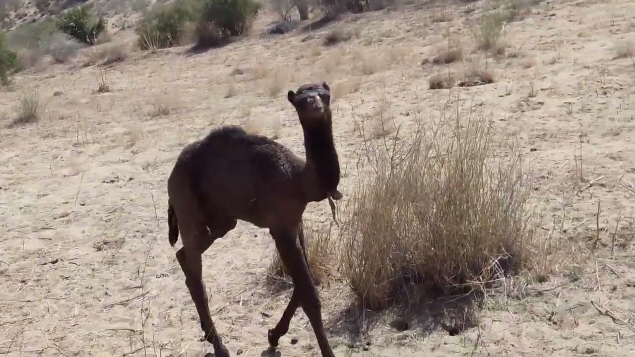 Camel Life in Desert | Unth Ki Zindagi Ka Safar|Desert King Camel Information