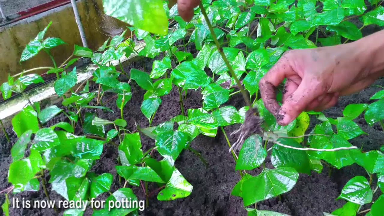 Clonal Propagation of Gmelina (Yemane) Through Cuttings