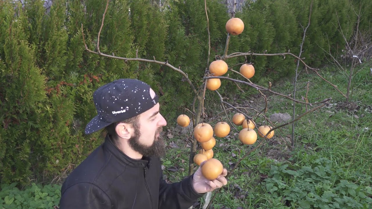 Cz2 po -6&deg;C grusza nashi azjatycka Pyrus pyrifolia uprawa szkodniki podlewanie nawożenie degustaca