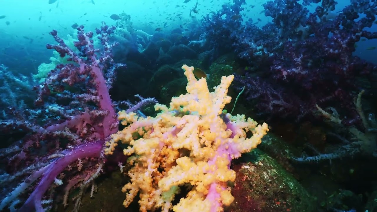 【映像記録】永遠に残したいウミトサカの森とキンギョハナダイの風景を見る - Forest of Softcoral