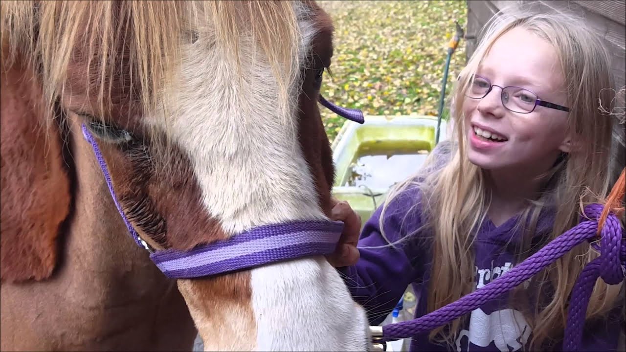 How to tie up and groom your pony/horse