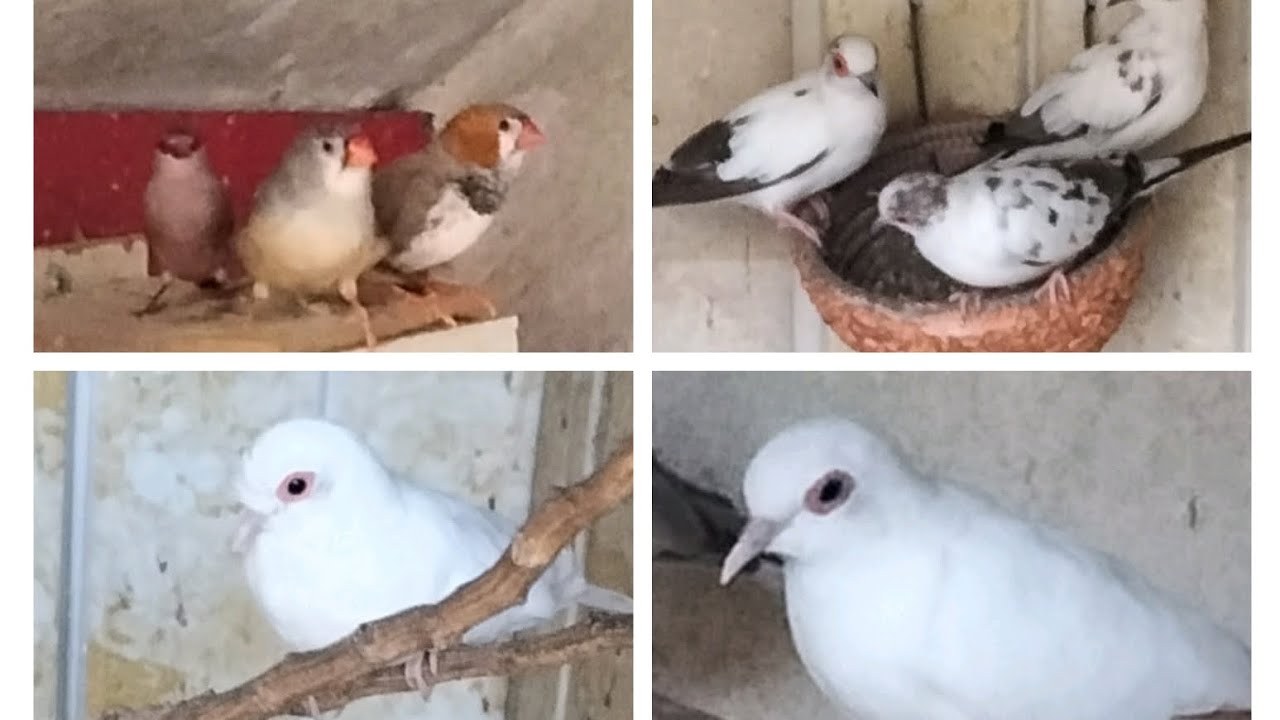 #الحمام_الملكي_الماسي #طيور_الزينة