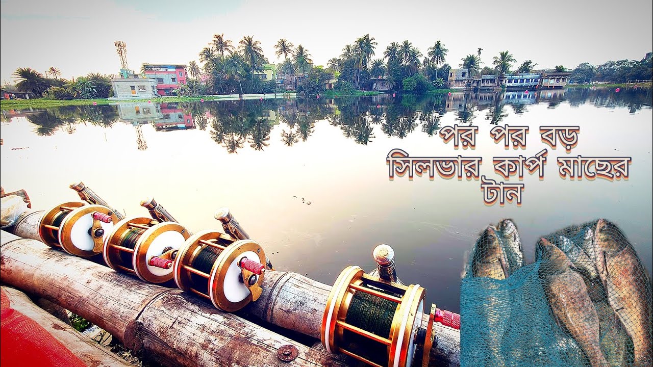 Biggest silver carp fish catching !! পর পর বড় মাছের টান !! Prof fishing