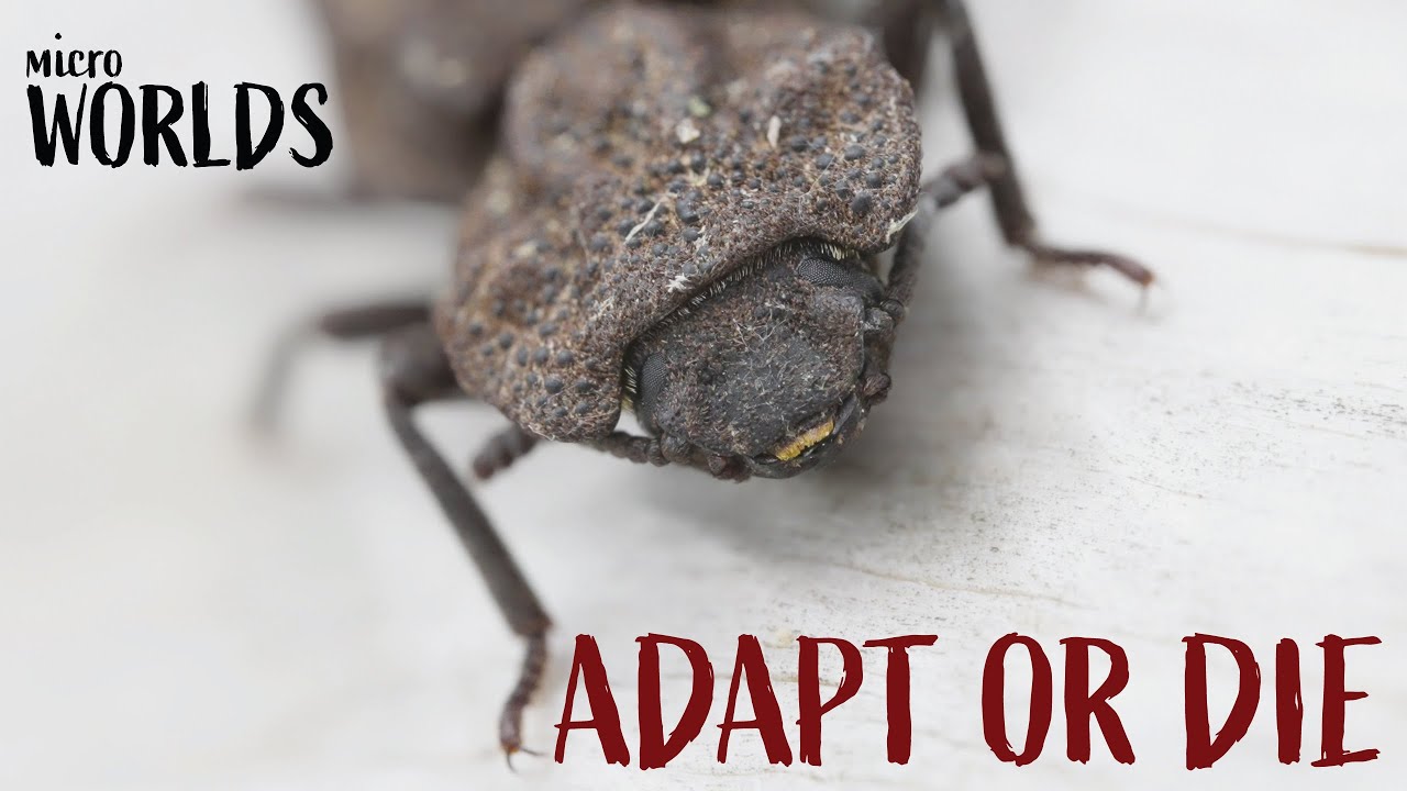 Microworlds: Bugs&mdash;Adapting to Life as a Bug