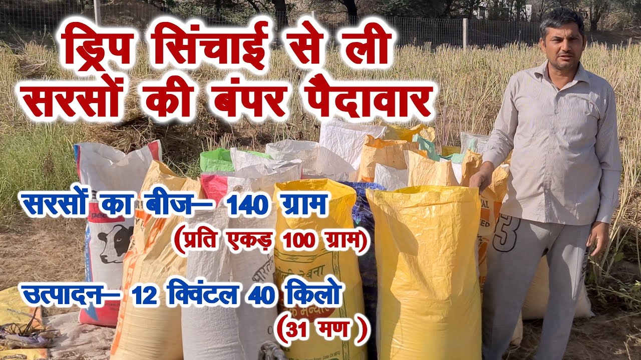 रेतीली जमीन में मॉडर्न फार्मिंग, ड्रिप पर सरसों की बंपर पैदावार High yield of mustered with low cost