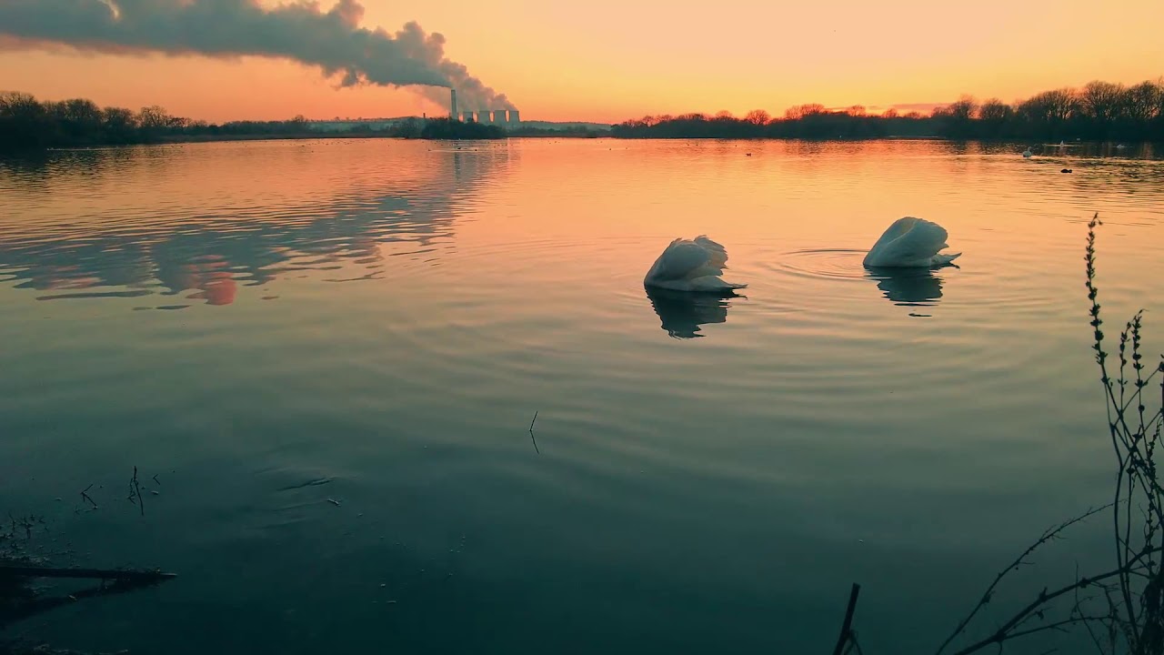 Attenborough swans sunset with Ratcliffe-on-Soar power station in the background