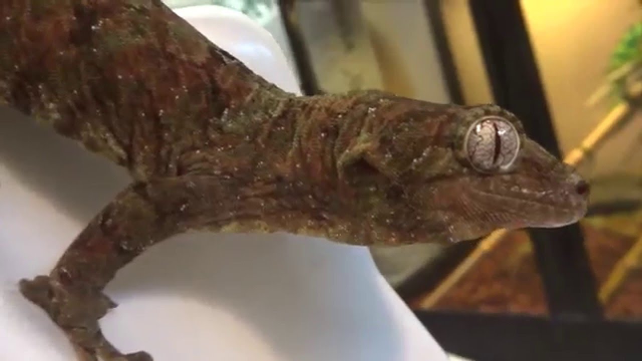2014 Baby Mossy Prehensile Tailed (Chahoua) Geckos!