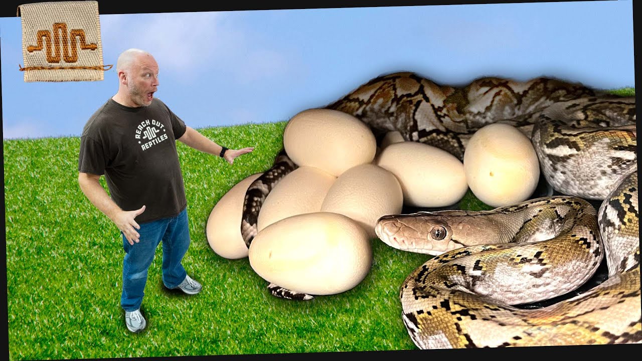 ANGRY Momma Python LAID Eggs...