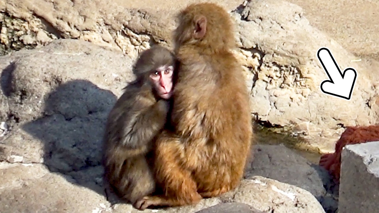 【The First Step】Punch Cuddles a Friend Even with Mama Nearby