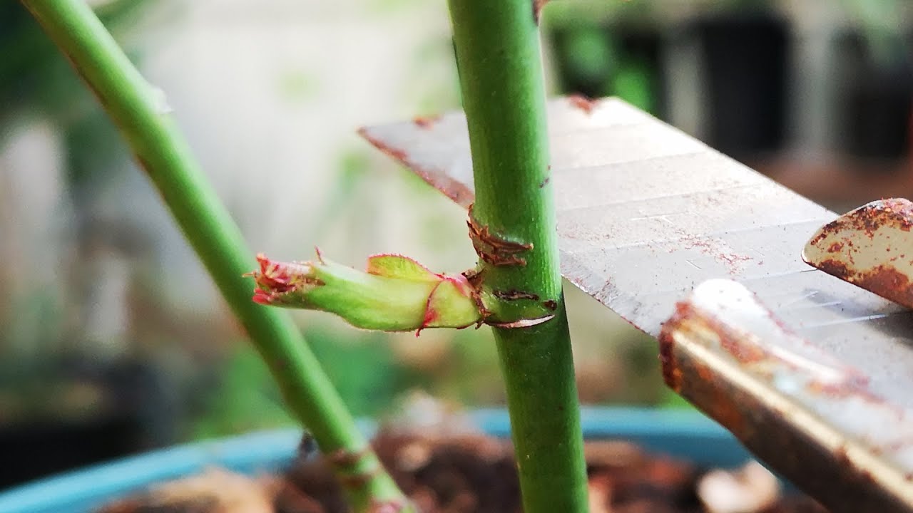 用刻伤促芽法给月季促芽，掌握好这些技巧，发的芽更粗壮