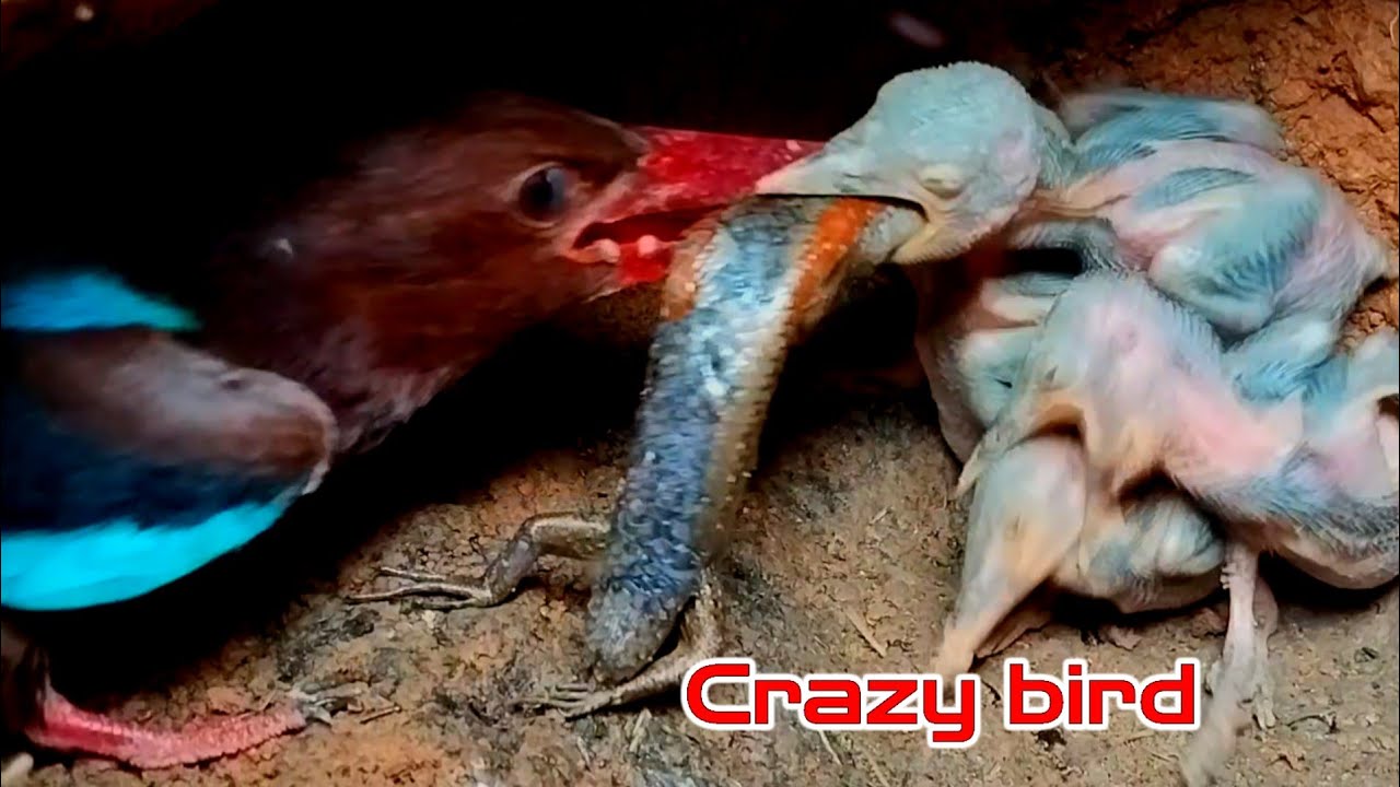 KELAPARAN ‼️ UNTUNG TAK PINDAH ALAM KARENA MAKAN KEBESARAN