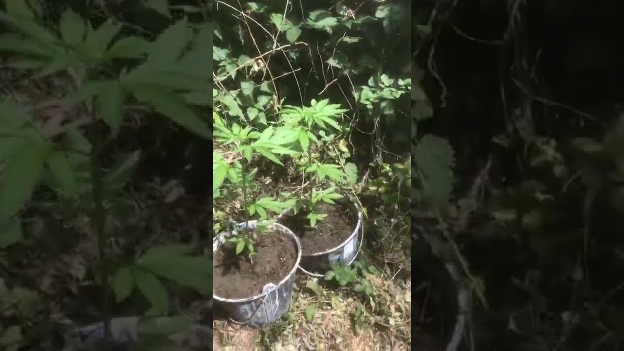 Big Bud ( Grow By Sensi Seed) - Ext&eacute;rieur Guerrilla (1 month)