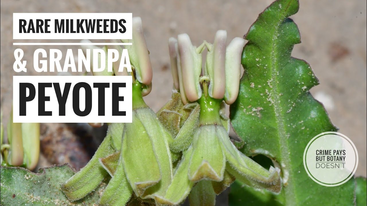 Самый редкий молочай в Техасе