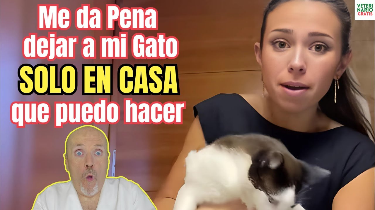 😥 ME DA PENA DEJAR A MI GATO SOLO EN CASA ¿QUE PUEDO HACER? 😥
