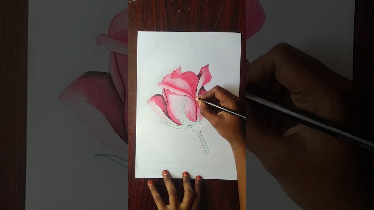Happy Rose 🌹 day special drawing # Realistic Rose 🌹 drawing #artwork#colourpencildrawing 